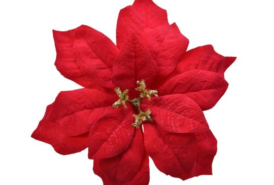 Bloem Poinsettia Velvet op clip 16cm - Rood