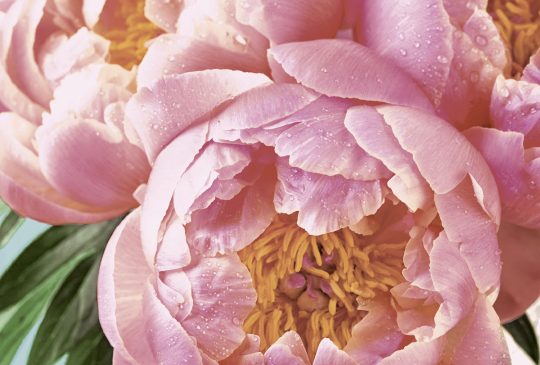 Duni servetten Pink Peony 3-laags 33x33cm