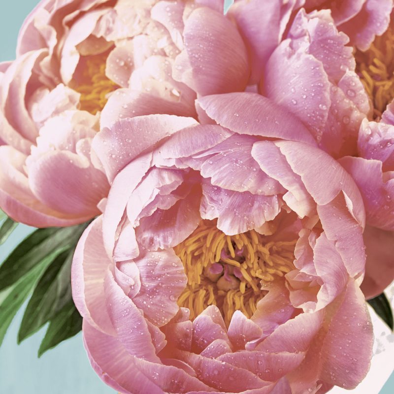 Duni servetten Pink Peony 3-laags 33x33cm